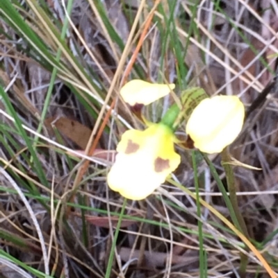 Diuris sulphurea (Tiger Orchid) at Canberra Central, ACT - 4 Nov 2015 by petersan