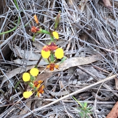 Diuris pardina (Leopard Doubletail) at Canberra Central, ACT - 4 Nov 2015 by petersan