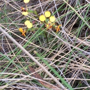 Diuris sulphurea at Canberra Central, ACT - suppressed