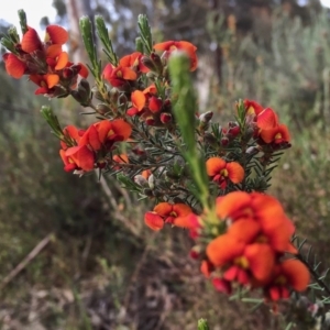 Dillwynia sp. Yetholme (P.C.Jobson 5080) NSW Herbarium at Jerrabomberra, NSW - 5 Nov 2015