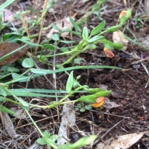 Zornia dyctiocarpa var. dyctiocarpa at Denman Prospect, ACT - 5 Nov 2015