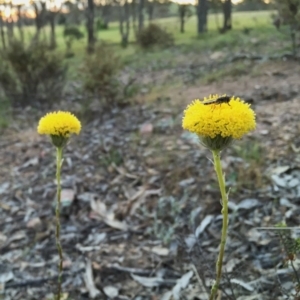 Leptorhynchos elongatus at Googong, NSW - 5 Nov 2015 04:11 PM