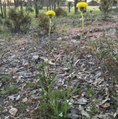 Leptorhynchos elongatus at Googong, NSW - 5 Nov 2015