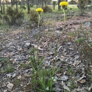 Leptorhynchos elongatus at Googong, NSW - 5 Nov 2015