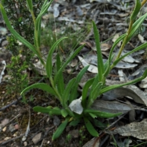 Leptorhynchos elongatus at Googong, NSW - 5 Nov 2015