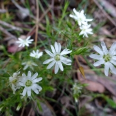 Stellaria pungens (Prickly Starwort) at Canberra Central, ACT - 5 Nov 2015 by RWPurdie