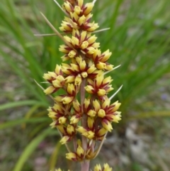 Lomandra longifolia at Canberra Central, ACT - 5 Nov 2015