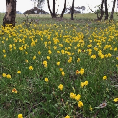 Goodenia pinnatifida at Wandiyali-Environa Conservation Area - 5 Nov 2015 by Wandiyali