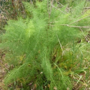 Foeniculum vulgare at Bruce, ACT - 30 Oct 2015 12:31 PM