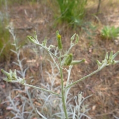 Senecio quadridentatus (Cotton Fireweed) at Aranda, ACT - 3 Nov 2015 by JanetRussell