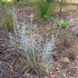 Senecio quadridentatus at Aranda, ACT - 3 Nov 2015 03:45 PM