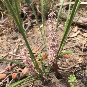 Lomandra multiflora at Point 5747 - 24 Oct 2015 11:50 AM