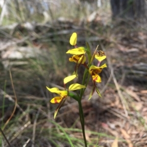 Diuris sulphurea at Acton, ACT - 24 Oct 2015