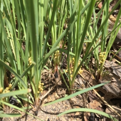 Lomandra filiformis (Wattle Mat-rush) at Point 5747 - 24 Oct 2015 by GrahamW