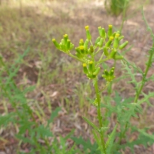 Senecio biserratus at Aranda, ACT - 3 Nov 2015 03:47 PM