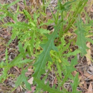 Senecio biserratus at Aranda, ACT - 3 Nov 2015 03:47 PM