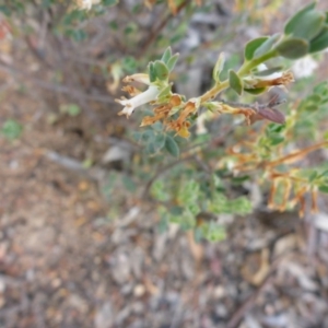 Brachyloma daphnoides at Aranda, ACT - 3 Nov 2015 04:33 PM