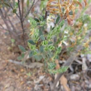 Brachyloma daphnoides at Aranda, ACT - 3 Nov 2015 04:33 PM