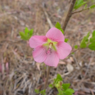 Pavonia hastata (Spearleaf Swampmallow) at Aranda, ACT - 3 Nov 2015 by JanetRussell