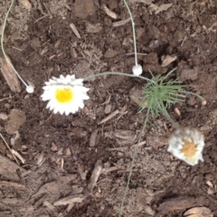 Leucochrysum albicans subsp. tricolor (Hoary Sunray) at Molonglo Valley, ACT - 5 Nov 2015 by GeoffRobertson