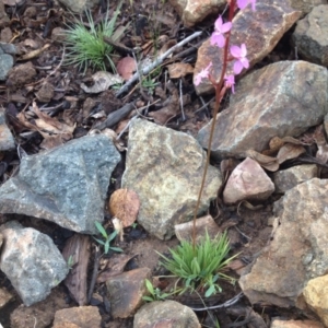 Stylidium graminifolium at Molonglo Valley, ACT - 5 Nov 2015