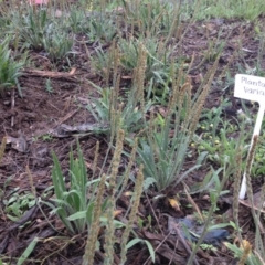 Plantago varia (Native Plaintain) at Molonglo Valley, ACT - 5 Nov 2015 by GeoffRobertson