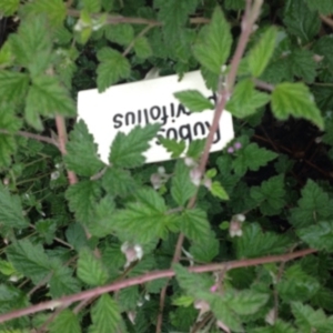 Rubus parvifolius at Molonglo Valley, ACT - 5 Nov 2015 11:21 PM