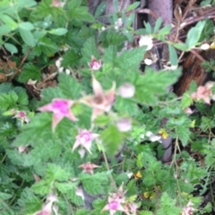 Rubus parvifolius at Molonglo Valley, ACT - 5 Nov 2015 11:21 PM