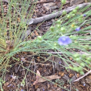 Linum marginale at Molonglo Valley, ACT - 5 Nov 2015 11:24 PM