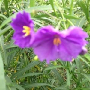 Solanum linearifolium at Molonglo Valley, ACT - 5 Nov 2015