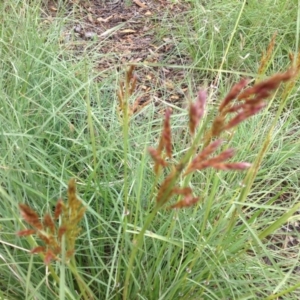 Sorghum leiocladum at Molonglo Valley, ACT - 5 Nov 2015