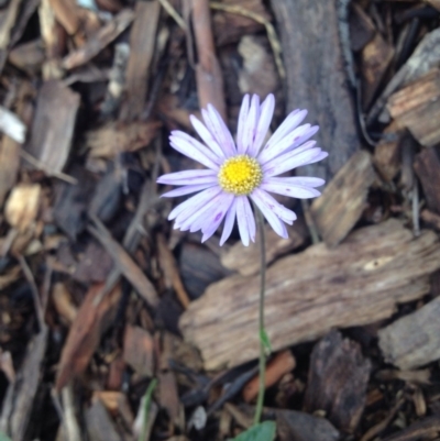 Brachyscome spathulata (Coarse Daisy, Spoon-leaved Daisy) at Molonglo Valley, ACT - 5 Nov 2015 by GeoffRobertson