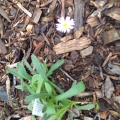 Brachyscome spathulata at Molonglo Valley, ACT - 5 Nov 2015