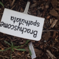 Brachyscome spathulata at Molonglo Valley, ACT - 5 Nov 2015