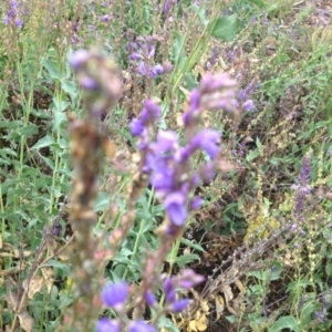 Veronica perfoliata at Molonglo Valley, ACT - 5 Nov 2015 11:43 PM