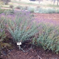 Veronica perfoliata at Molonglo Valley, ACT - 5 Nov 2015