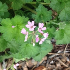 Pelargonium australe (Austral Stork's-bill) at Molonglo Valley, ACT - 5 Nov 2015 by GeoffRobertson