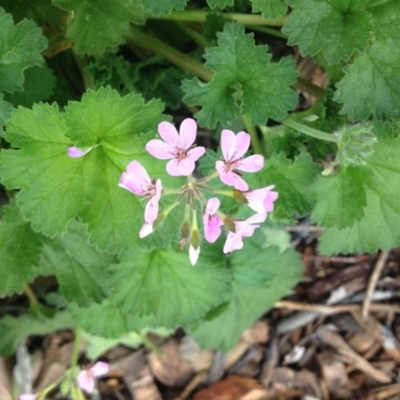 Pelargonium australe (Austral Stork's-bill) at Molonglo Valley, ACT - 5 Nov 2015 by GeoffRobertson