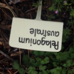 Pelargonium australe at Molonglo Valley, ACT - 5 Nov 2015