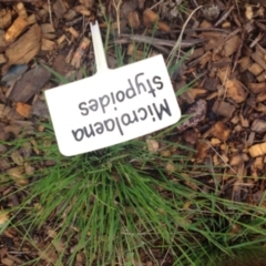 Microlaena stipoides (Weeping Grass) at Molonglo Valley, ACT - 5 Nov 2015 by GeoffRobertson