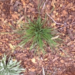 Microlaena stipoides at Molonglo Valley, ACT - 5 Nov 2015