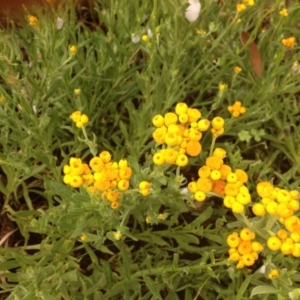 Chrysocephalum apiculatum at Molonglo Valley, ACT - 5 Nov 2015 11:57 PM