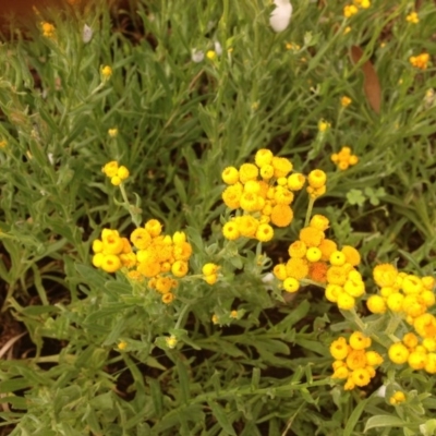 Chrysocephalum apiculatum (Common Everlasting) at Molonglo Valley, ACT - 5 Nov 2015 by GeoffRobertson