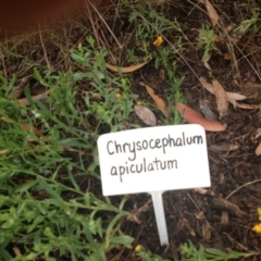 Chrysocephalum apiculatum at Molonglo Valley, ACT - 5 Nov 2015 11:57 PM