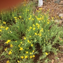 Chrysocephalum apiculatum at Molonglo Valley, ACT - 5 Nov 2015 11:57 PM