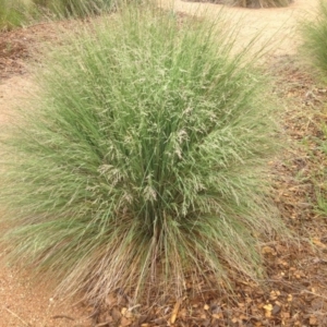 Poa labillardierei at Molonglo Valley, ACT - 6 Nov 2015