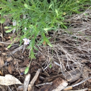 Vittadinia muelleri at Molonglo Valley, ACT - 6 Nov 2015