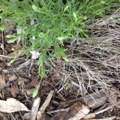 Vittadinia muelleri (Narrow-leafed New Holland Daisy) at Molonglo Valley, ACT - 5 Nov 2015 by GeoffRobertson