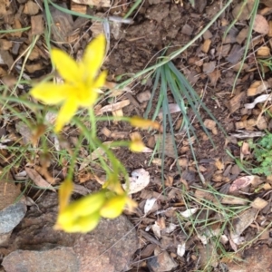 Bulbine bulbosa at Molonglo Valley, ACT - 6 Nov 2015