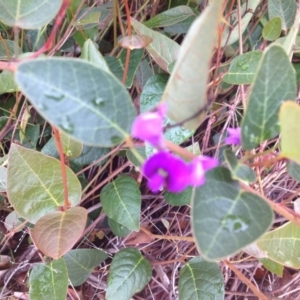 Hardenbergia violacea at Molonglo Valley, ACT - 6 Nov 2015